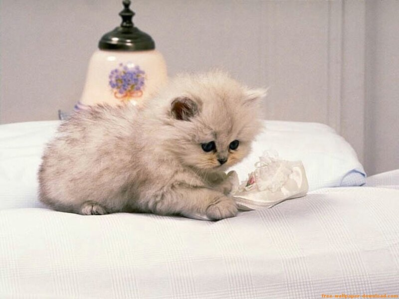 Fluffy Kitten on Bed — White, Calm