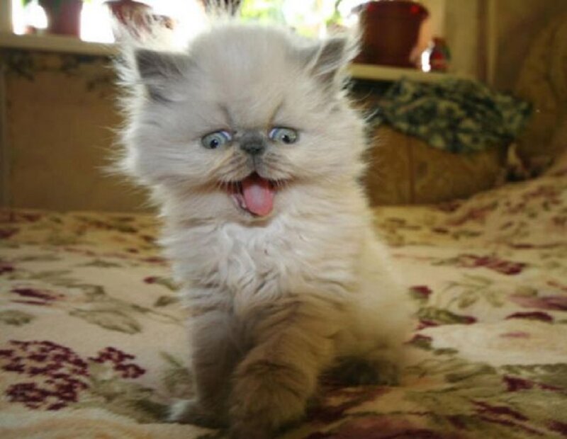 Fluffy Kitten on Bed — White, Playful