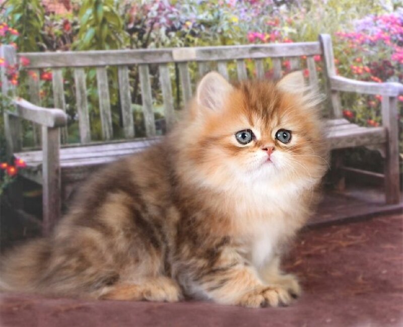 Fluffy Kitten on Bench — Brown