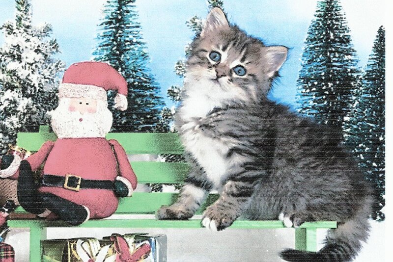 Fluffy Kitten on Bench — Green