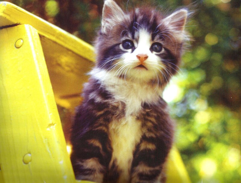 Fluffy Kitten on Bench