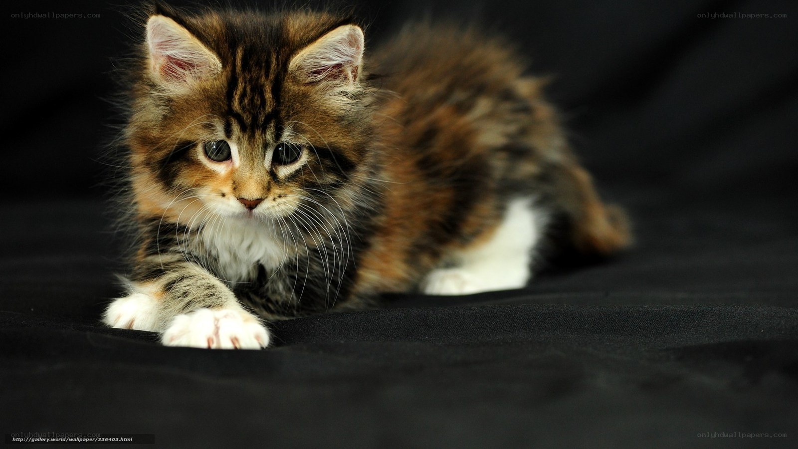 fluffy kitten on black