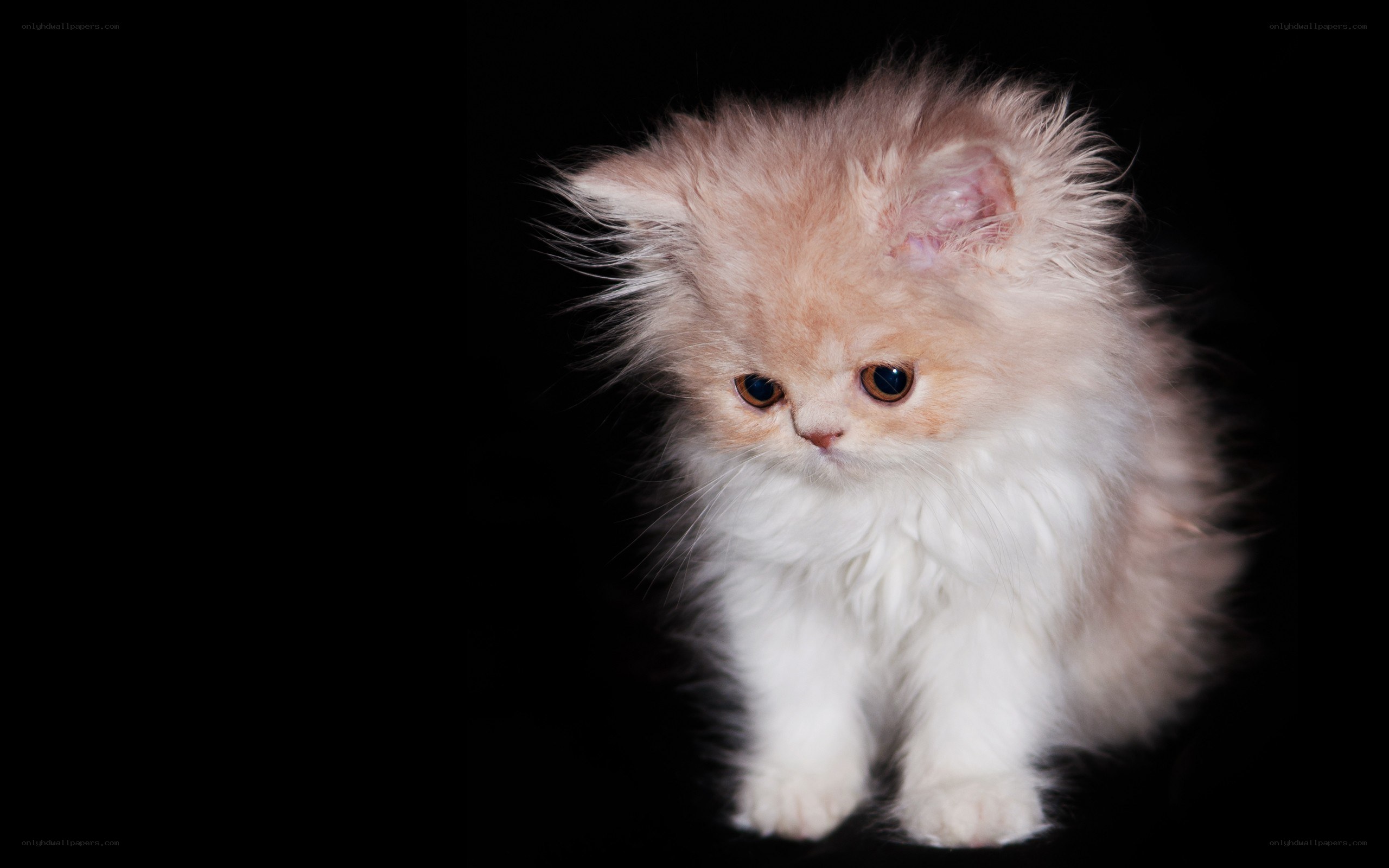fluffy kitten on black
