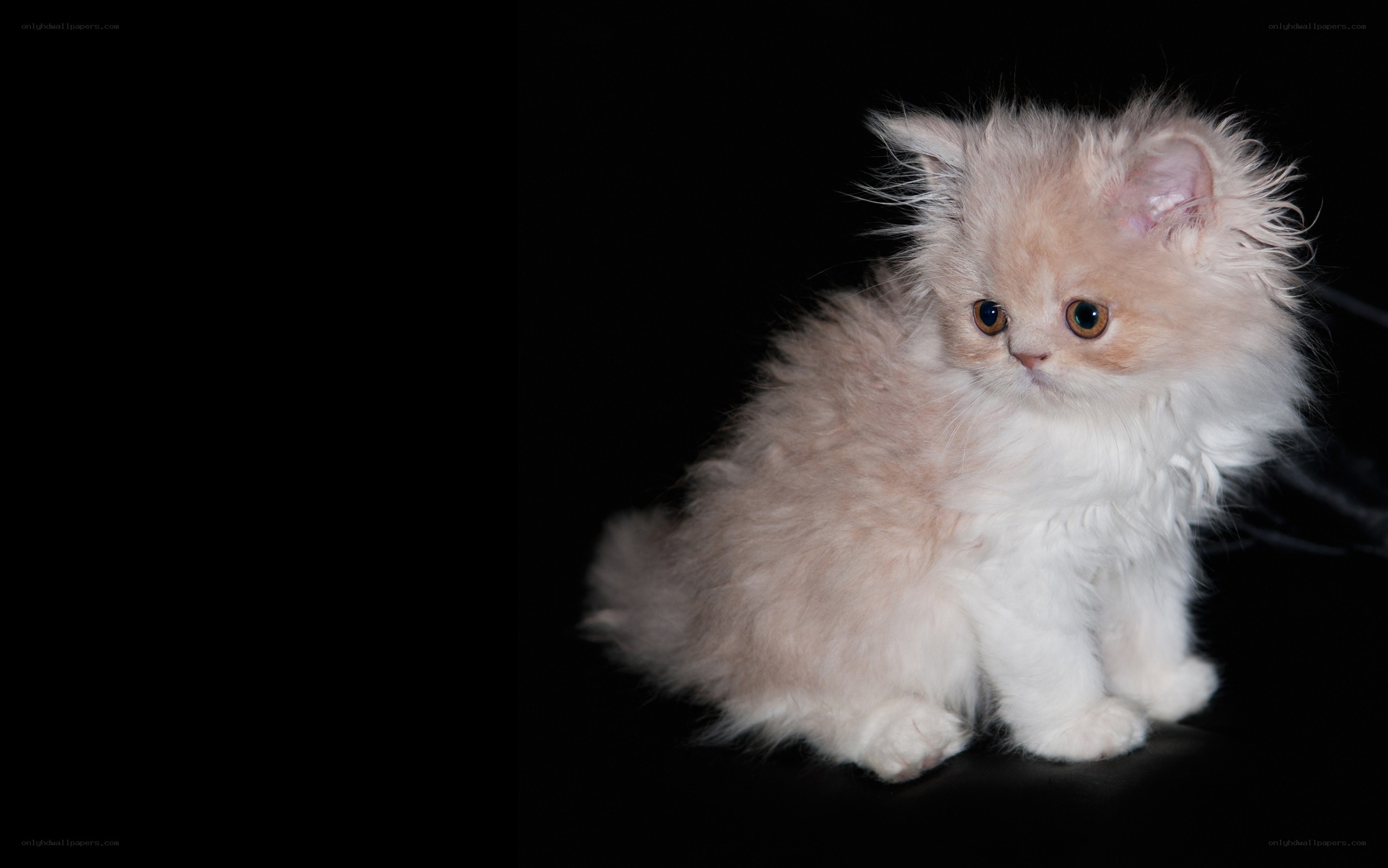 fluffy kitten on black