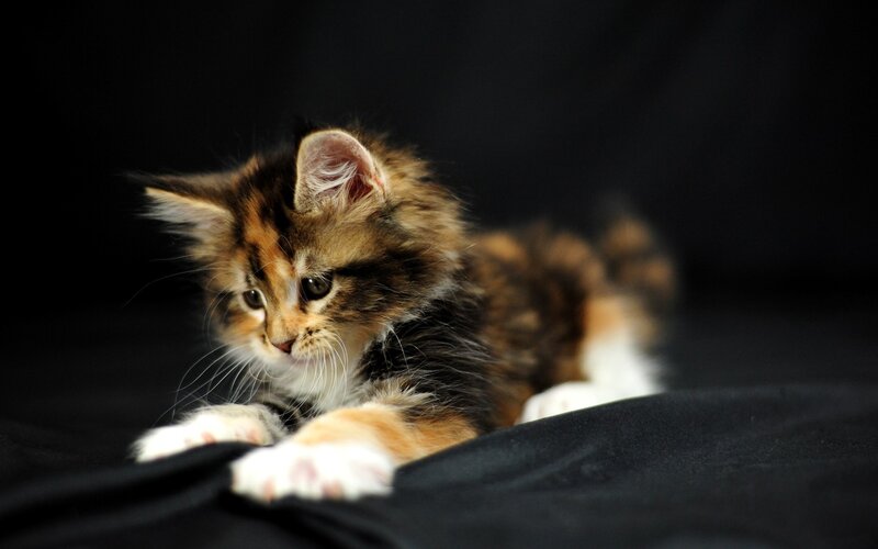 fluffy kitten on black