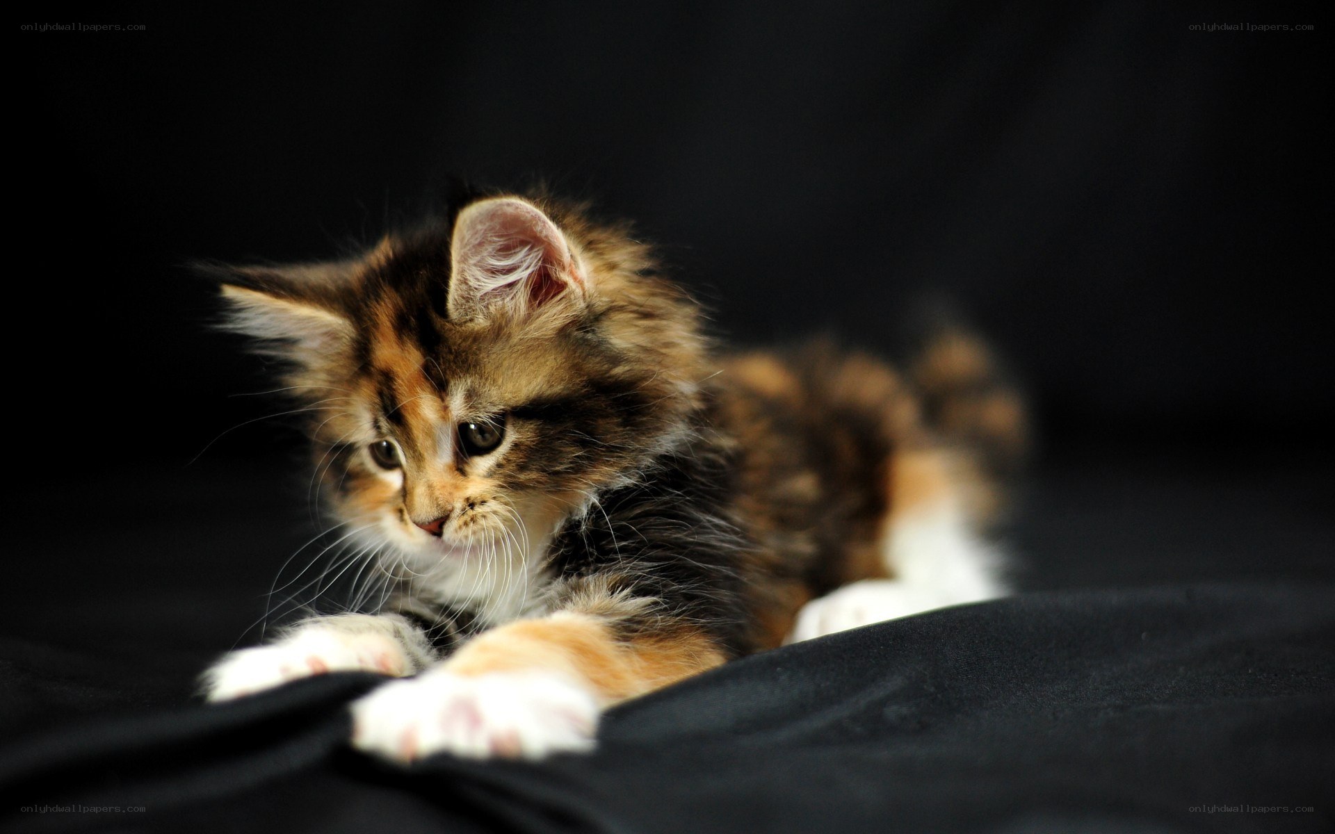 fluffy kitten on black