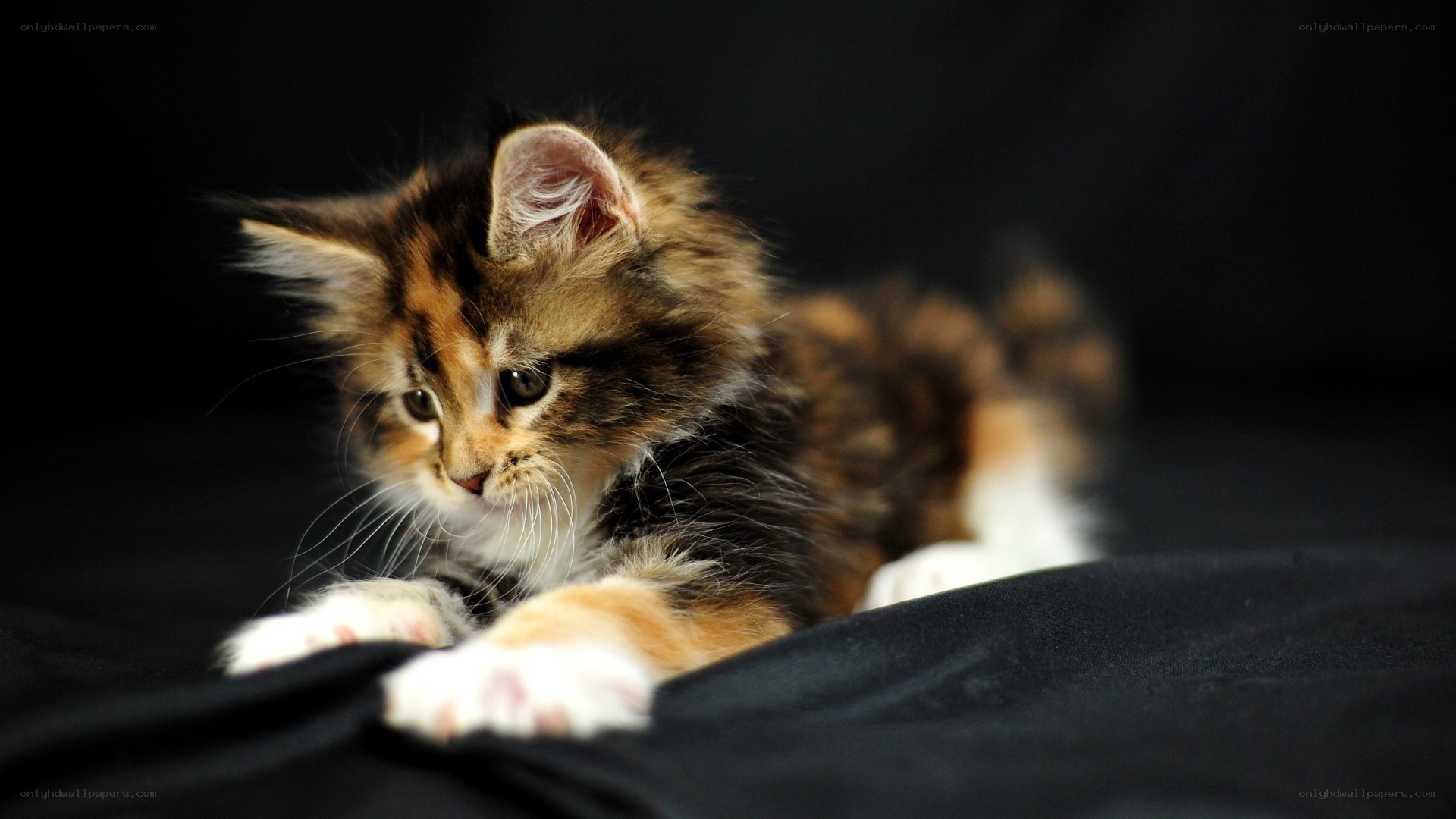 fluffy kitten on black fabric