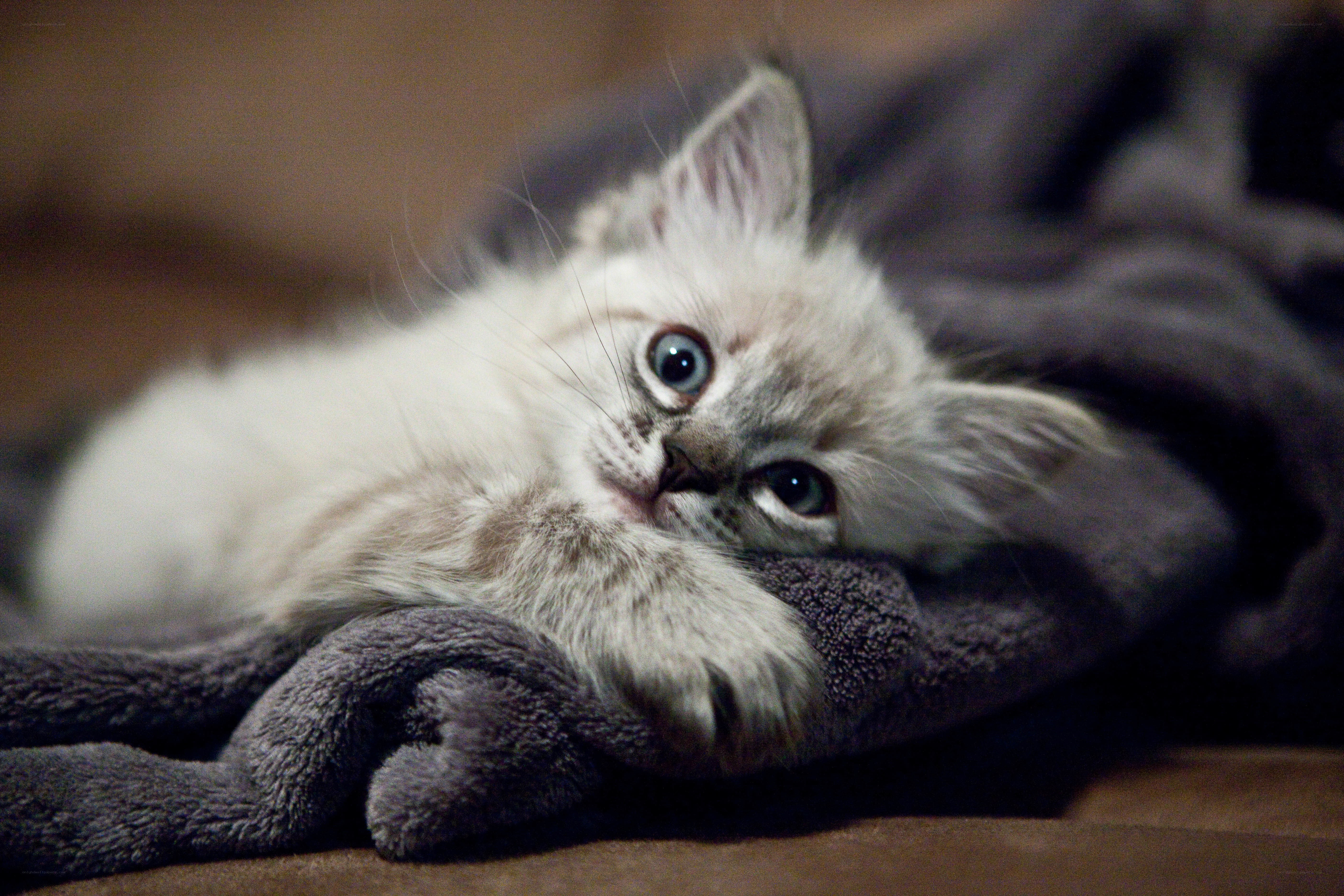 fluffy kitten on blanket