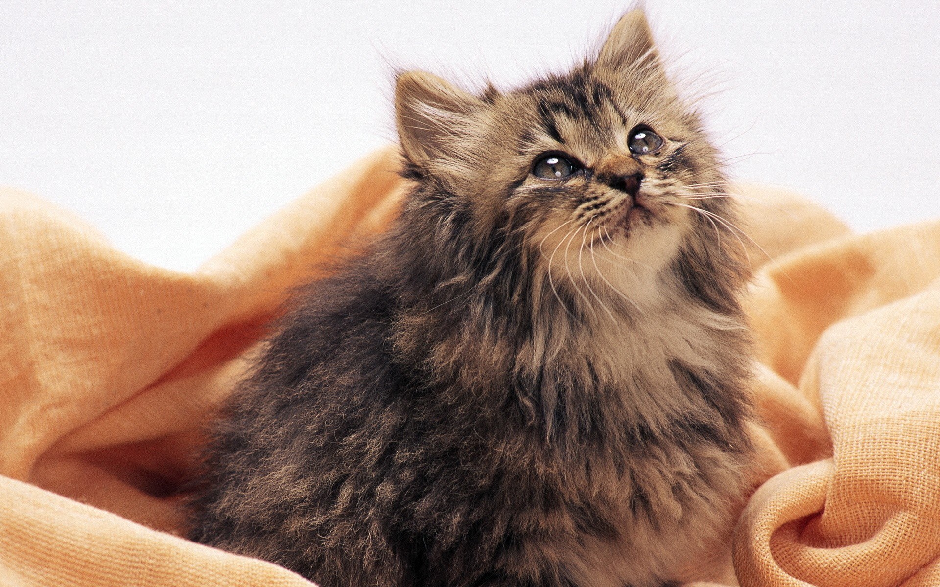 fluffy kitten on blanket