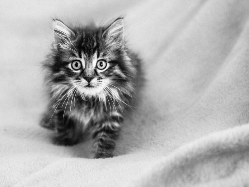 Fluffy Kitten on Blanket — Black