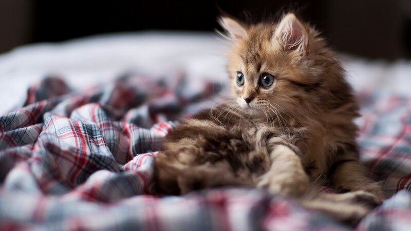 Fluffy Kitten on Blanket — Brown, Calm, Photograph, Bed
