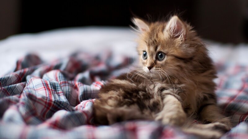 Fluffy Kitten on Blanket — Brown, Calm, Photograph