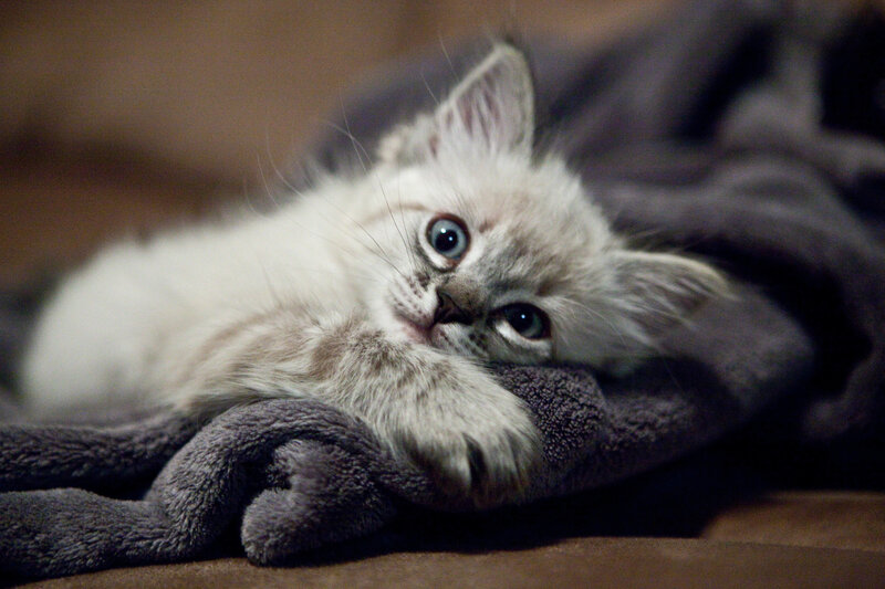Fluffy Kitten on Blanket — Gray