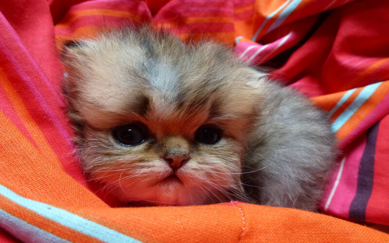 Fluffy Kitten on Blanket — Orange