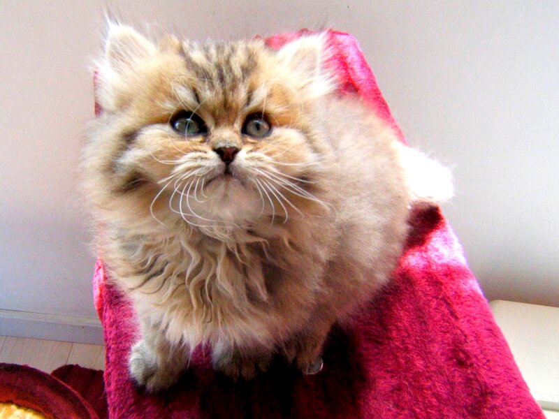 Fluffy Kitten on Blanket — Pink