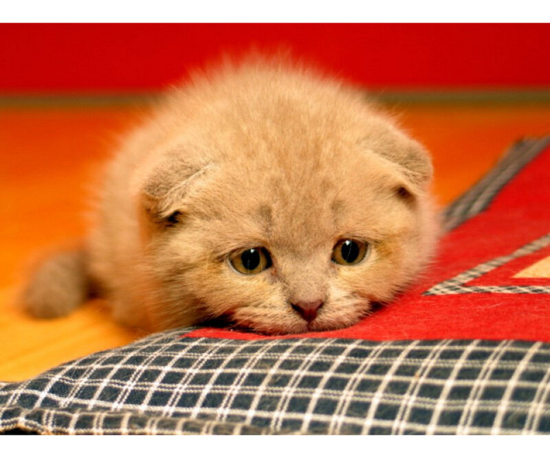 Fluffy Kitten on Blanket — Red