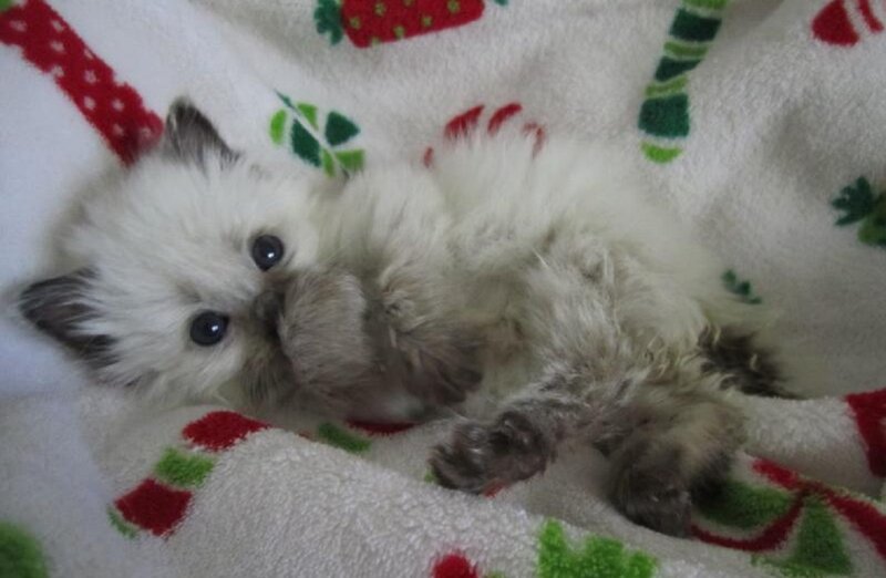 Fluffy Kitten on Blanket — White