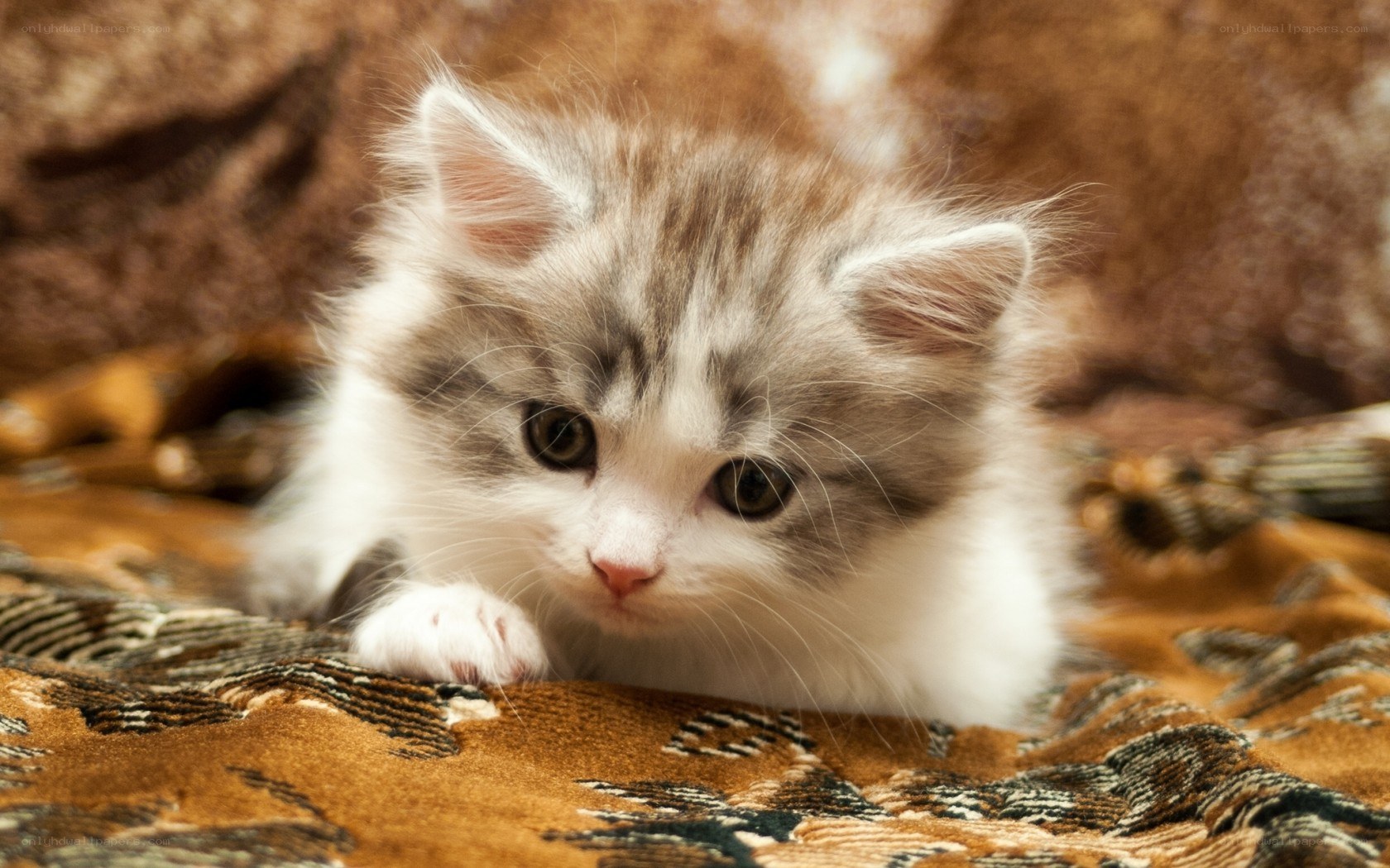 fluffy kitten on blanket