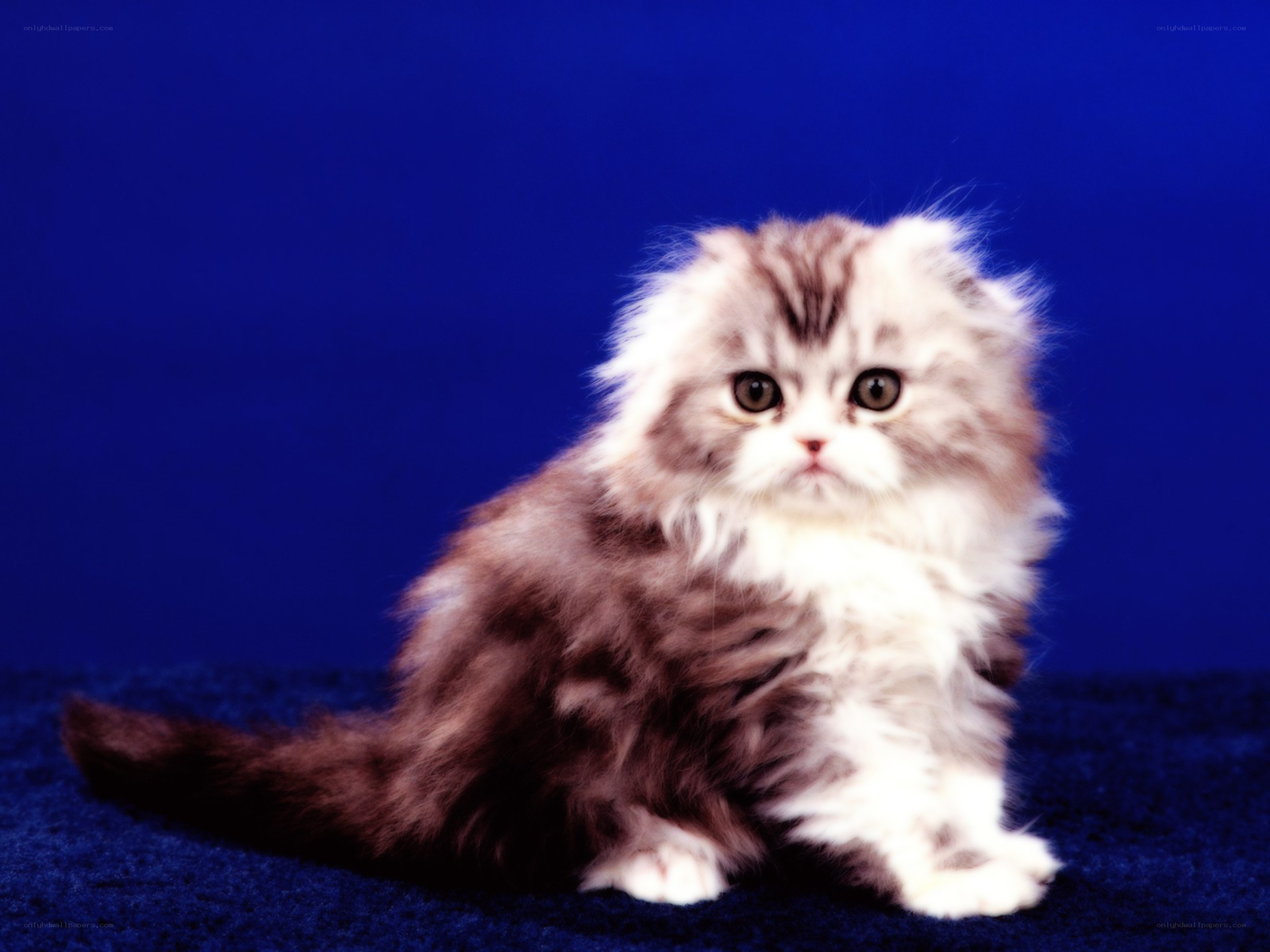 fluffy kitten on blue