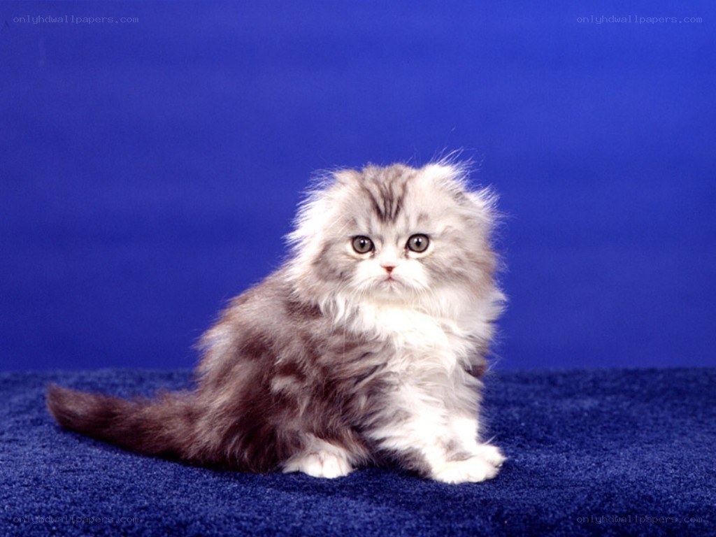 fluffy kitten on blue