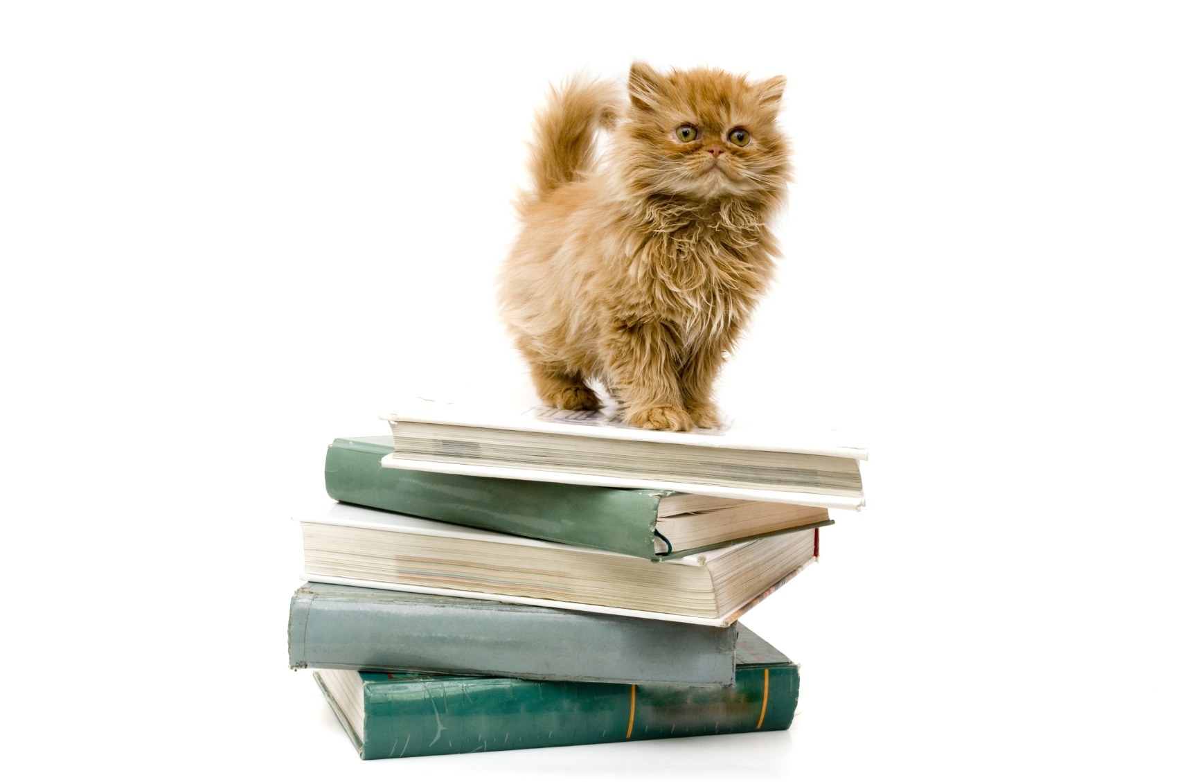 fluffy kitten on books
