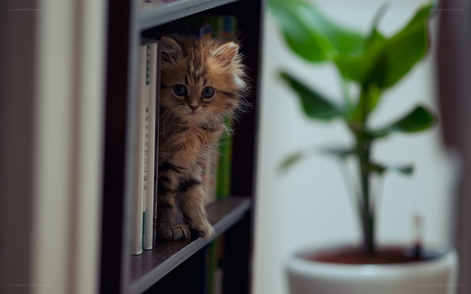Fluffy kitten on bookshelf