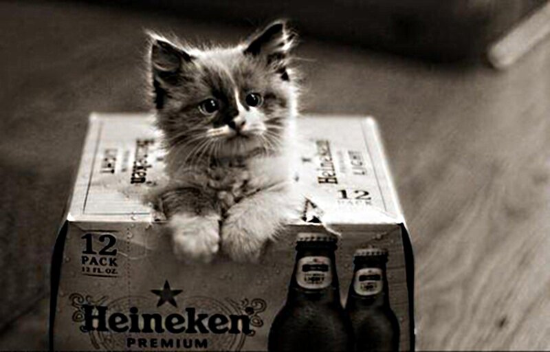 Fluffy Kitten on Box
