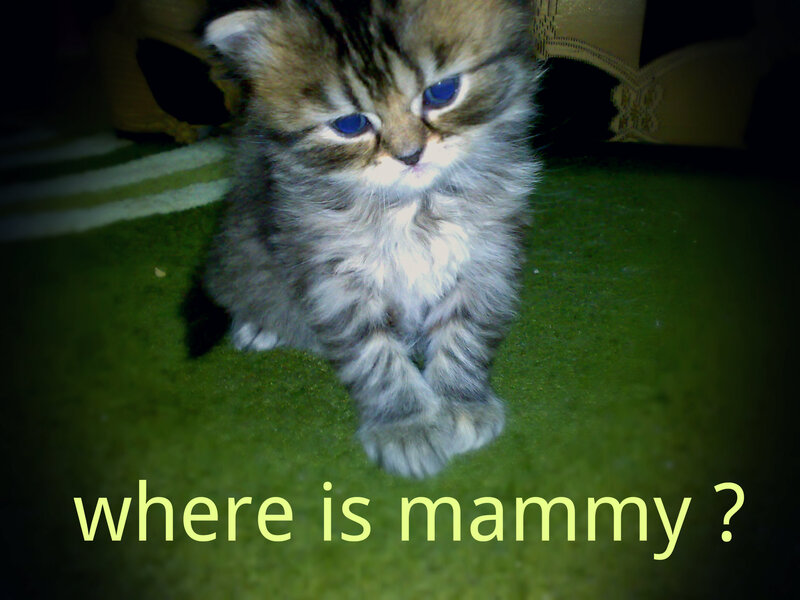 Fluffy Kitten on Carpet