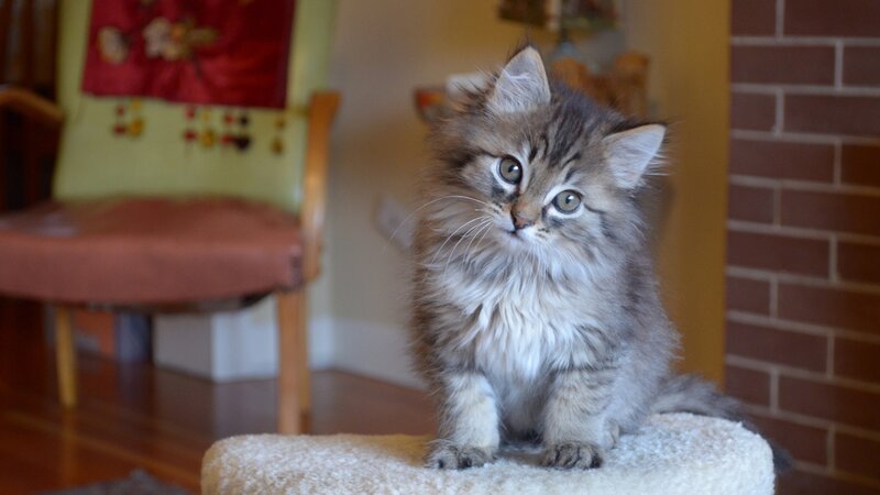 fluffy kitten on cat tree