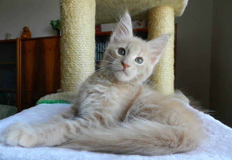 fluffy kitten on cat tree