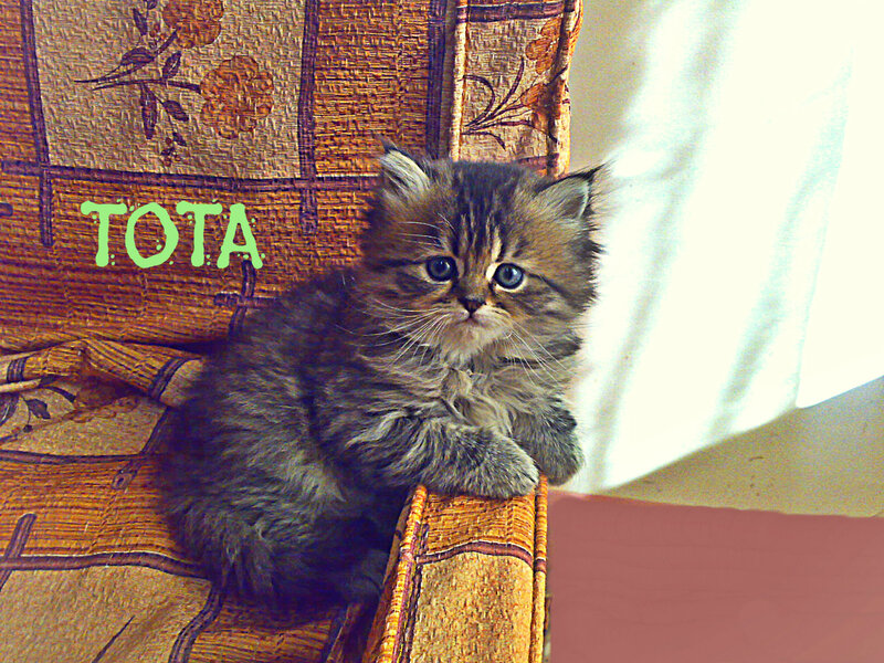 Fluffy Kitten on Chair — Brown