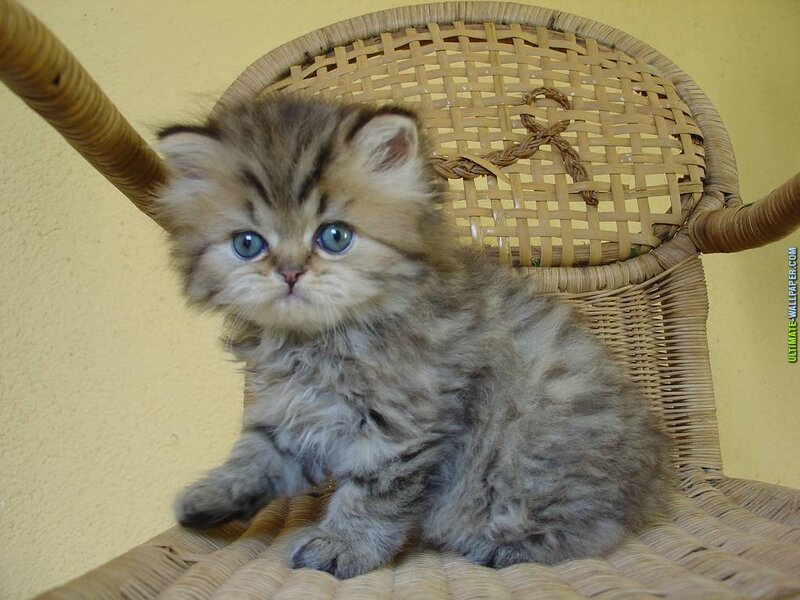 Fluffy Kitten on Chair