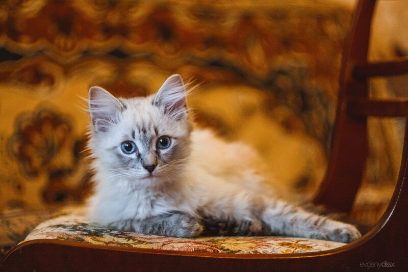 Fluffy Kitten on Chair — White, Calm, Photograph