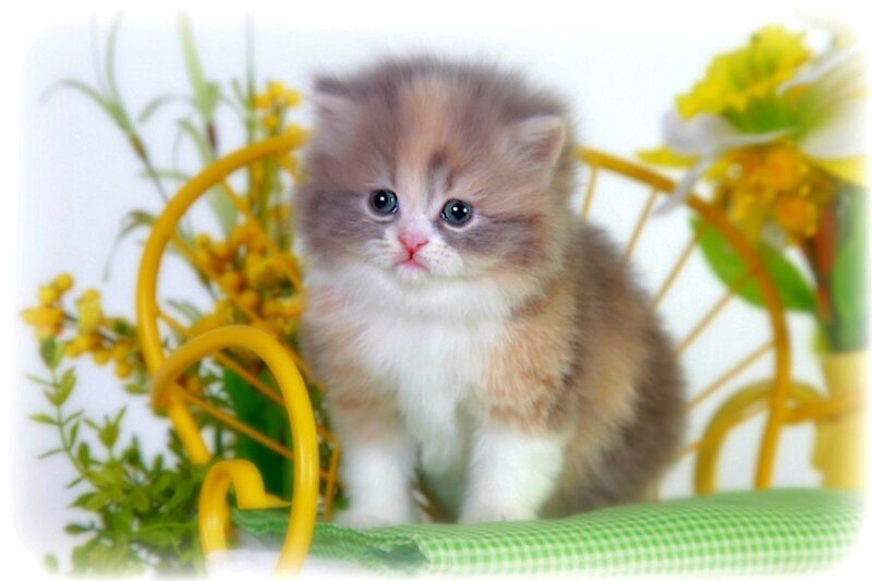 Fluffy Kitten on Chair — White, Calm