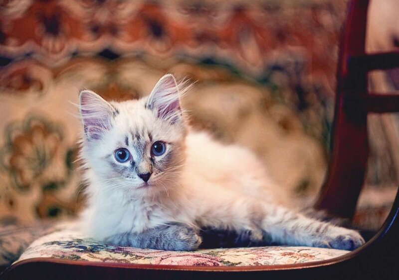 Fluffy Kitten on Chair — White