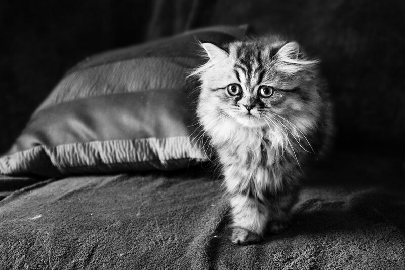 Fluffy Kitten on Couch — Black