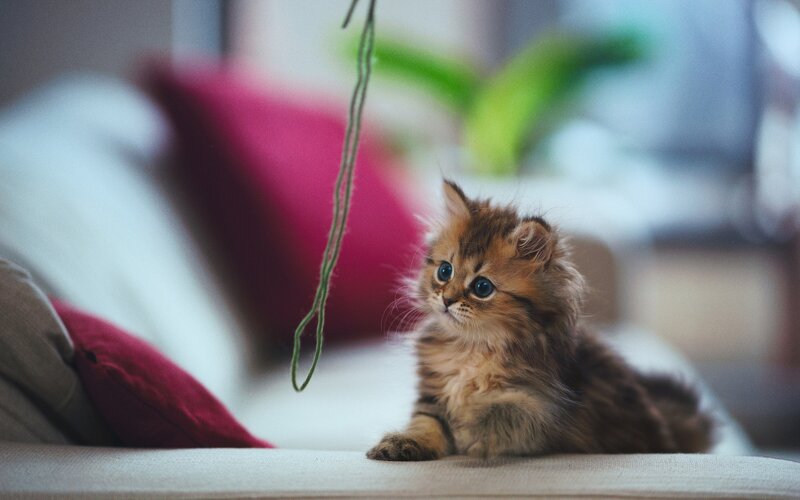 Fluffy Kitten on Couch — Brown, Calm, Photograph, Pillows, String