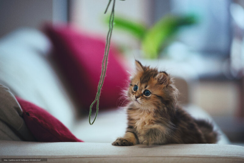 Fluffy Kitten on Couch — Brown, Calm, Photograph, Pillows