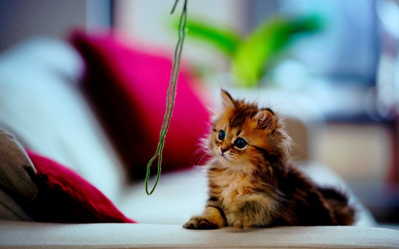 Fluffy Kitten on Couch — Brown, Calm