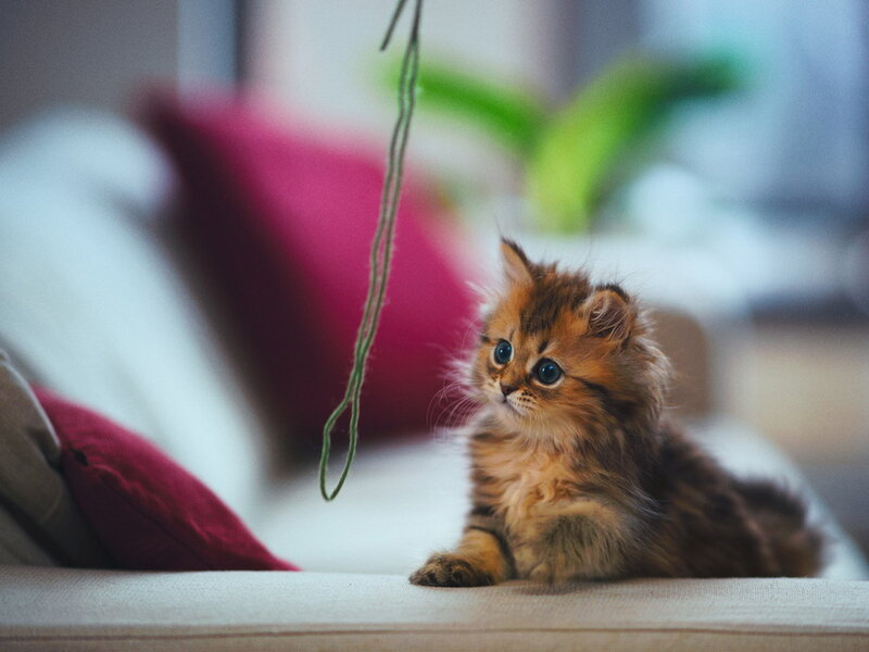 Fluffy Kitten on Couch