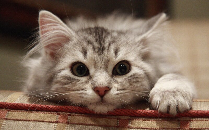 fluffy kitten on cushion