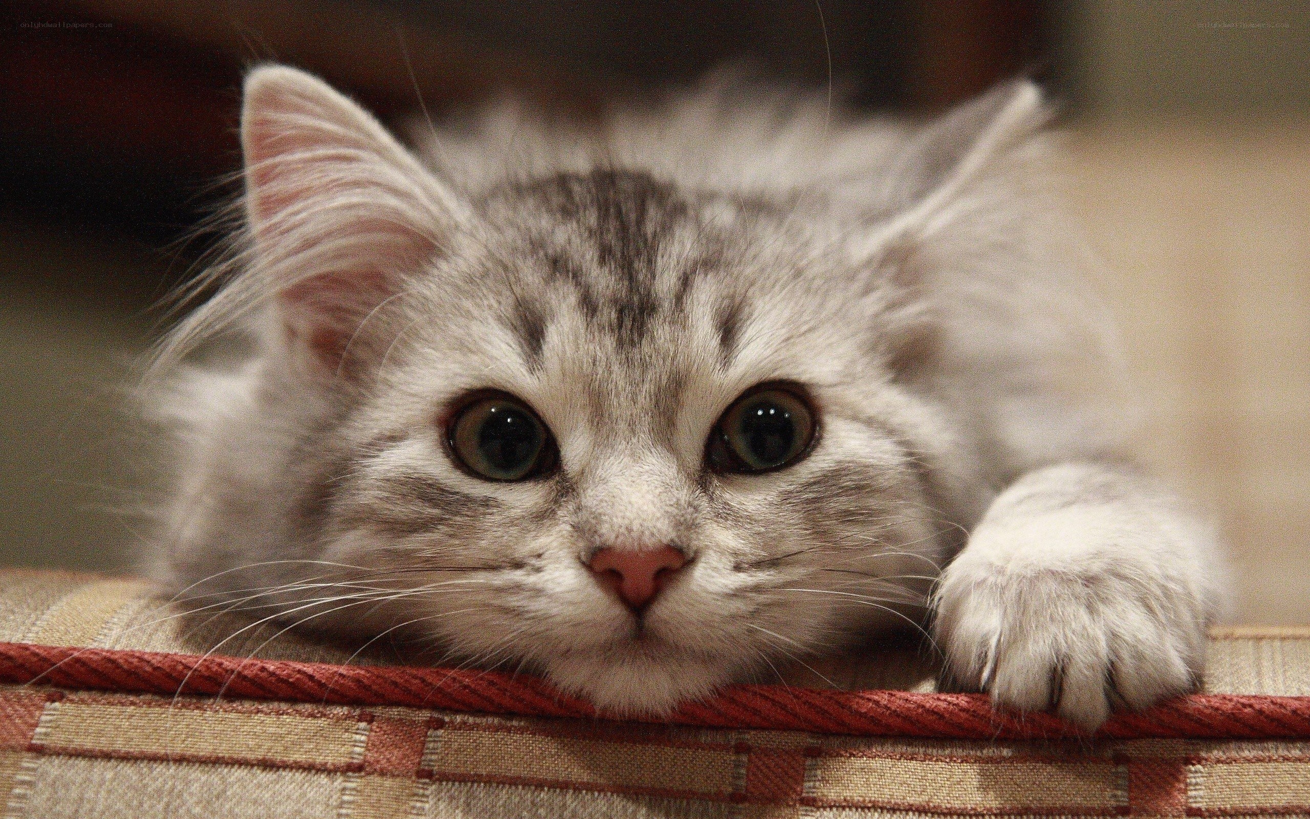 fluffy kitten on cushion