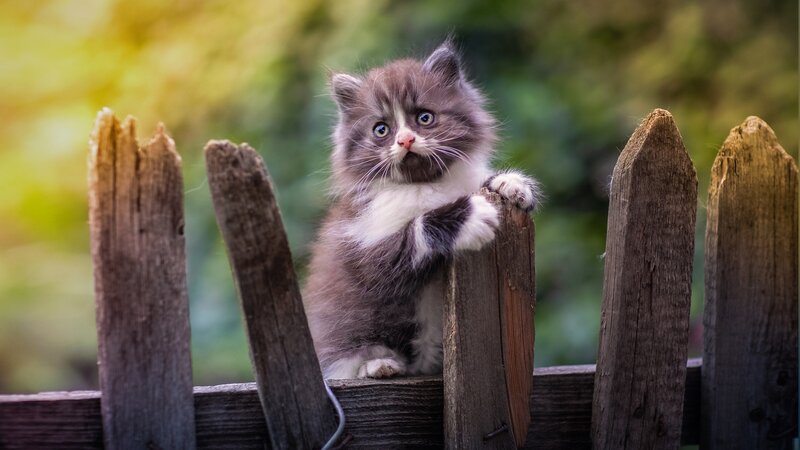 Fluffy Kitten on Fence — Gray, Curious