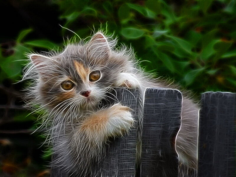 Fluffy Kitten on Fence — Gray