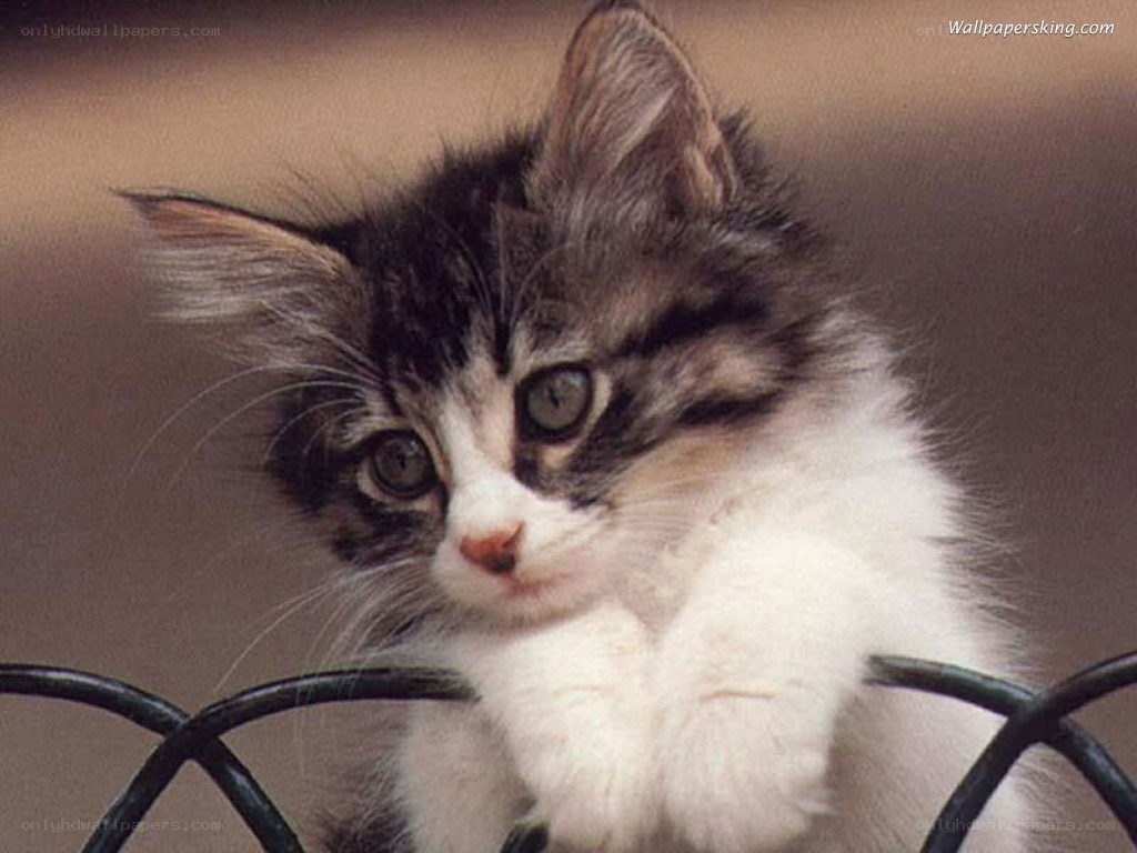 fluffy kitten on fence