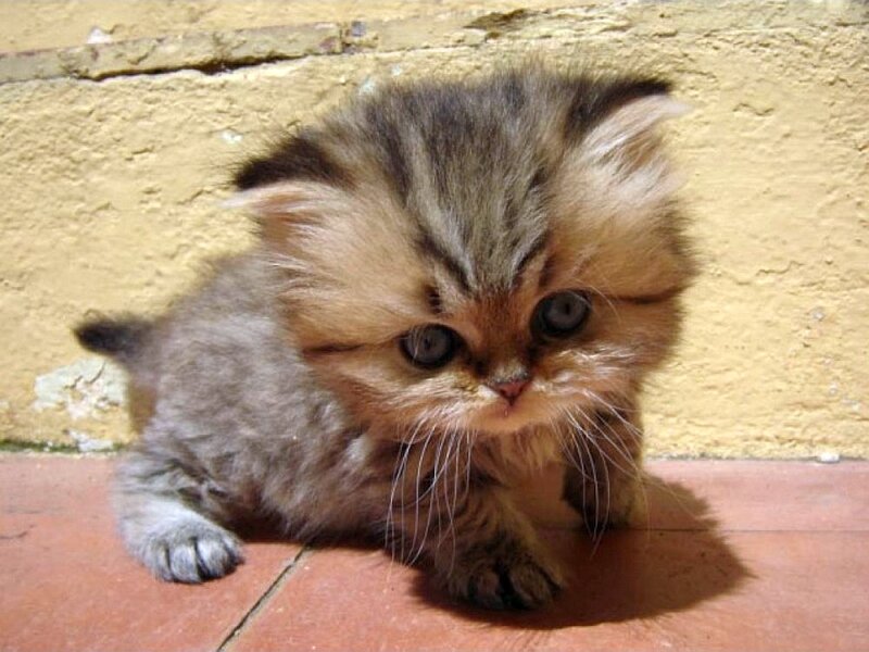 Fluffy Kitten on Floor — Brown, Calm