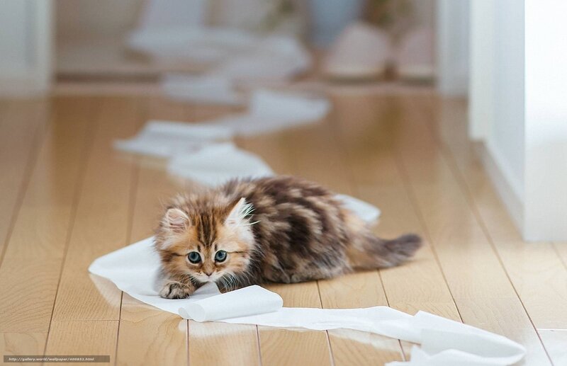 Fluffy Kitten on Floor — Brown, Playful, Morning, Photograph