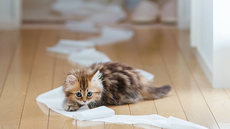Fluffy Kitten on Floor — Brown, Playful, Morning, Photograph, Toilet Paper, Wooden Floor, White, Beige
