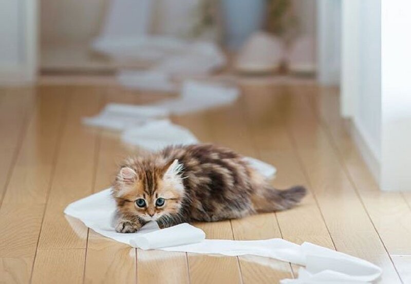 Fluffy Kitten on Floor — Brown, Playful, Morning