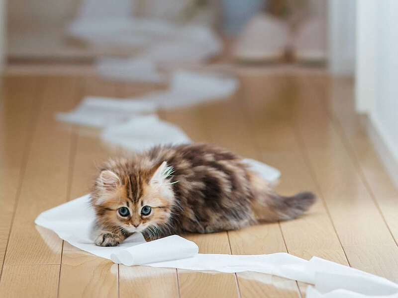 Fluffy Kitten on Floor — Brown, Playful